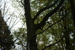 drzewa - fehu 2